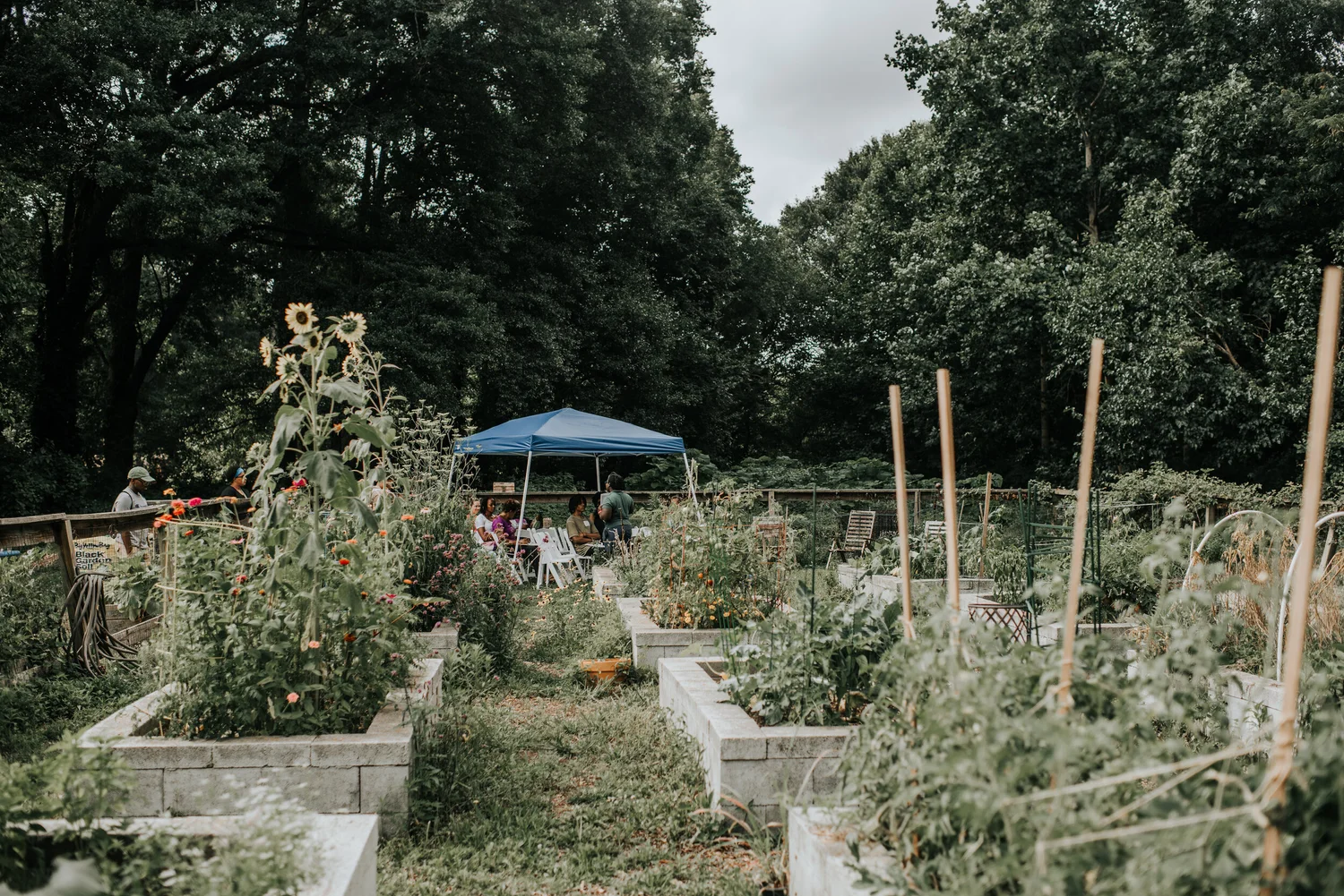 Food desert community